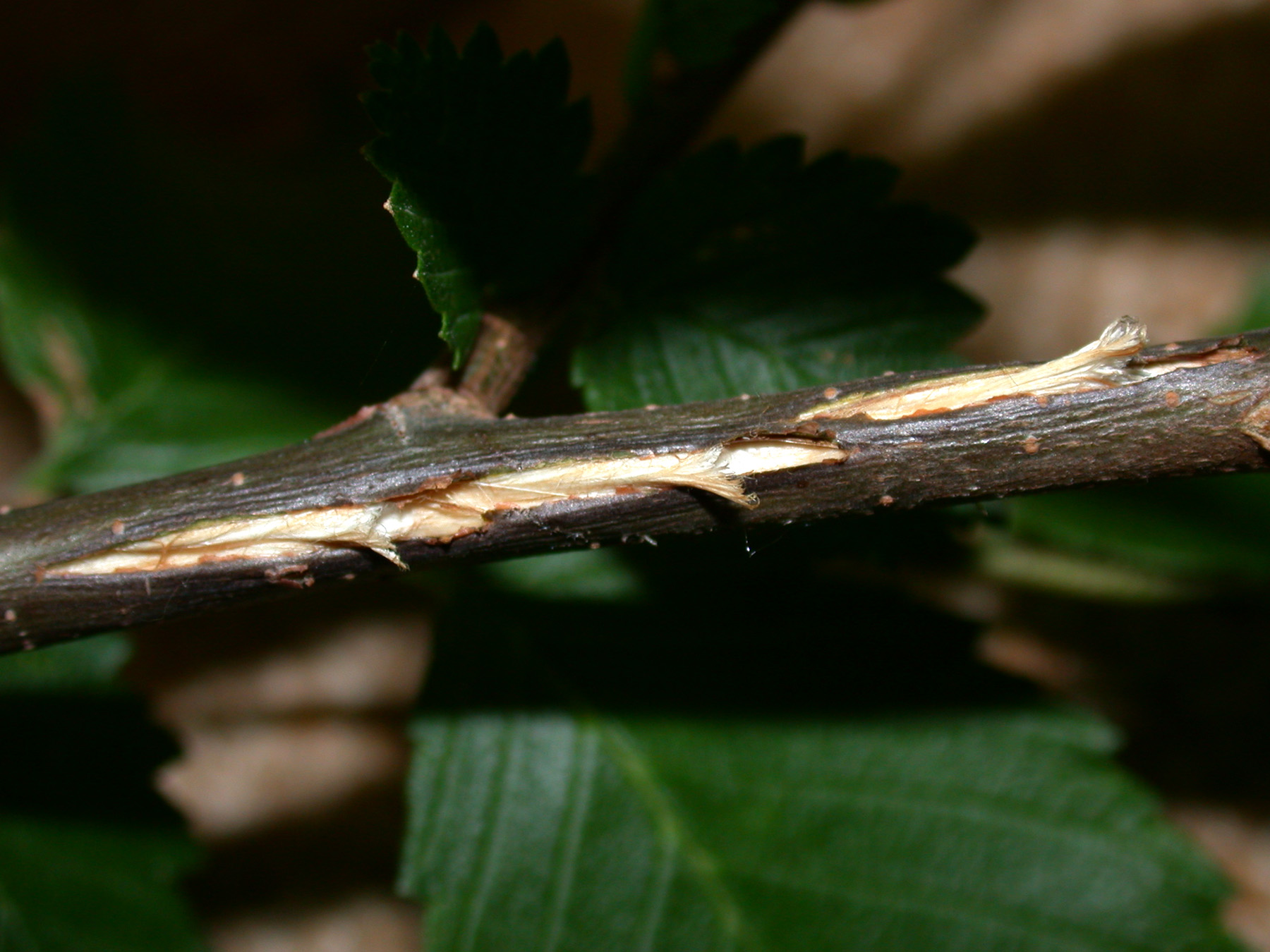 Cicada Damage to Trees & Shrubs - La Porte County Extension Master ...