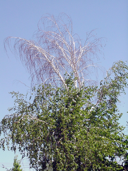 birch borer