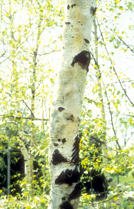 beetles on birch trees