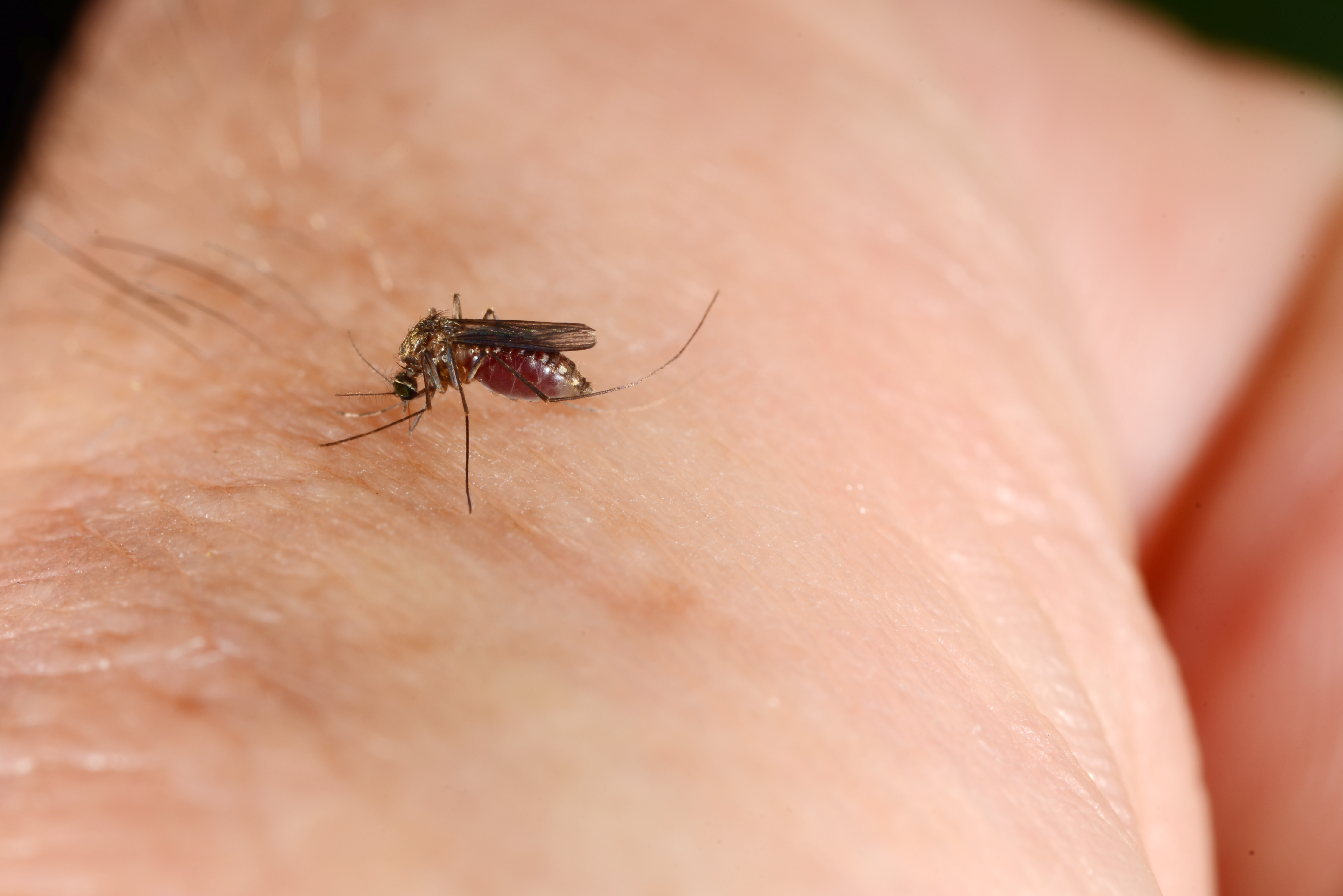 Mosquito engorged with blood while feeding on a human. (Photo credit: John Obermeyer)
