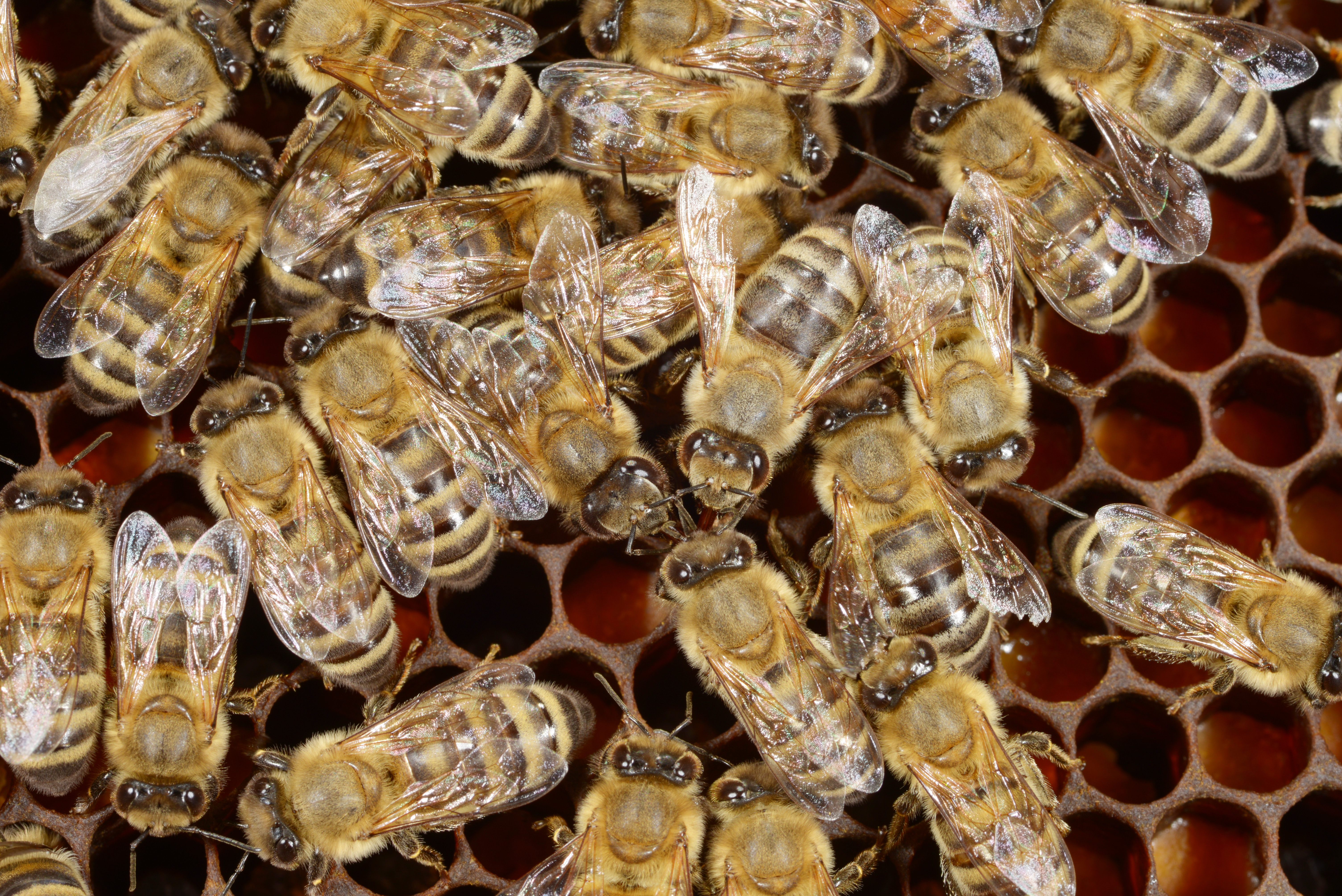 Social insects, such as honey bees, can quickly spread harmful organisms through the colony.