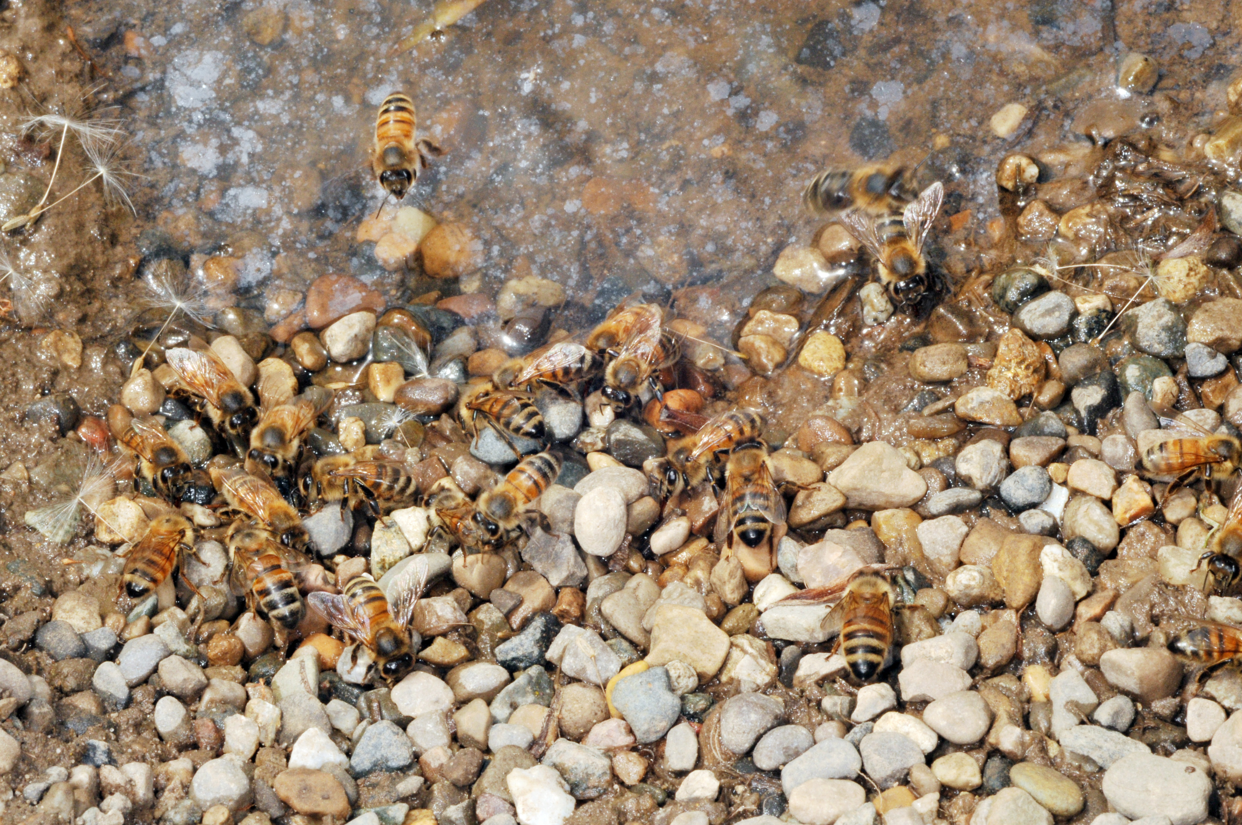 Honey bees often prefer stagnant pools for drinking water.