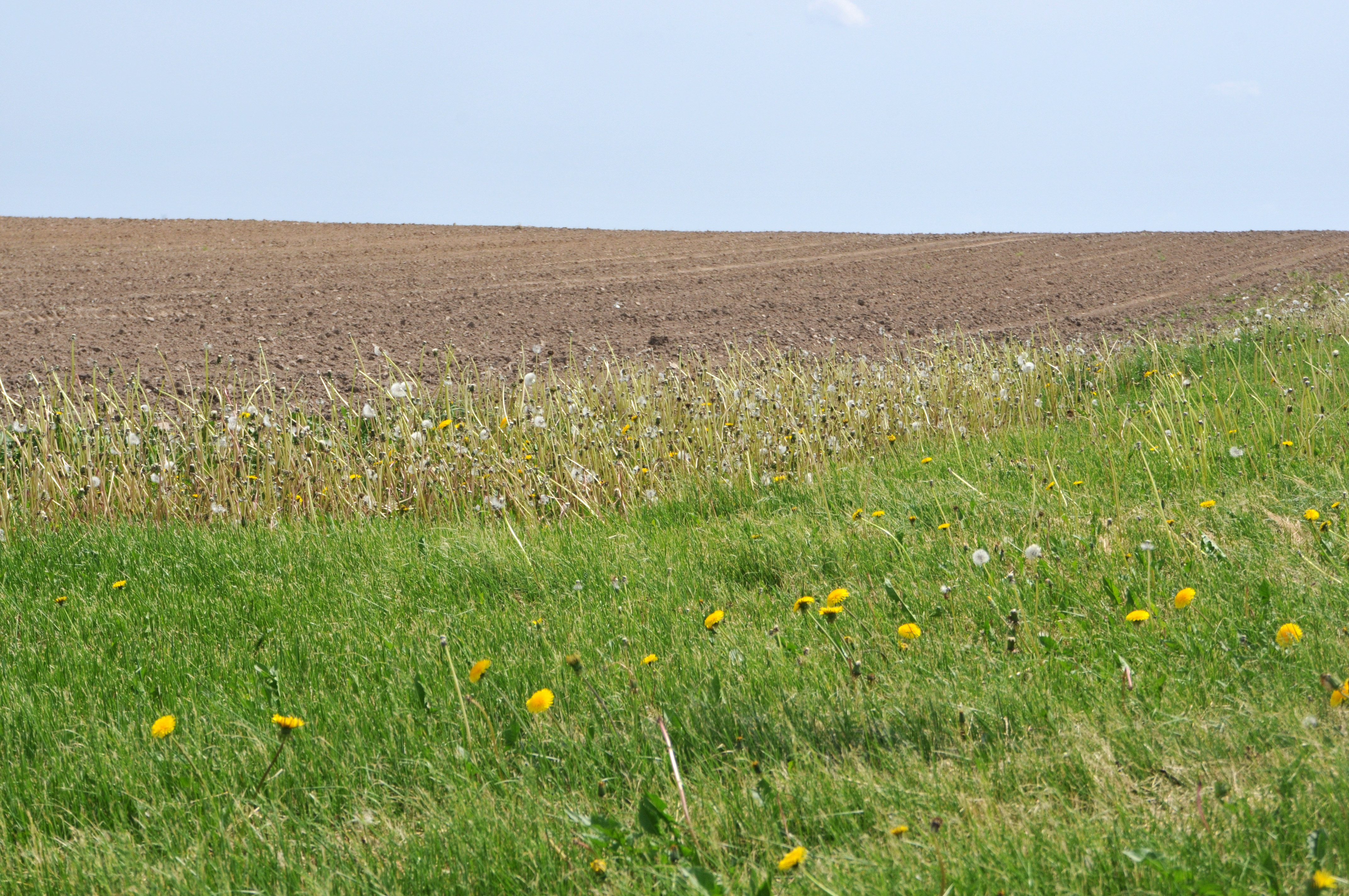 Insecticides applied to the agricultural field could drift onto the dandelions where honey bees forage.
