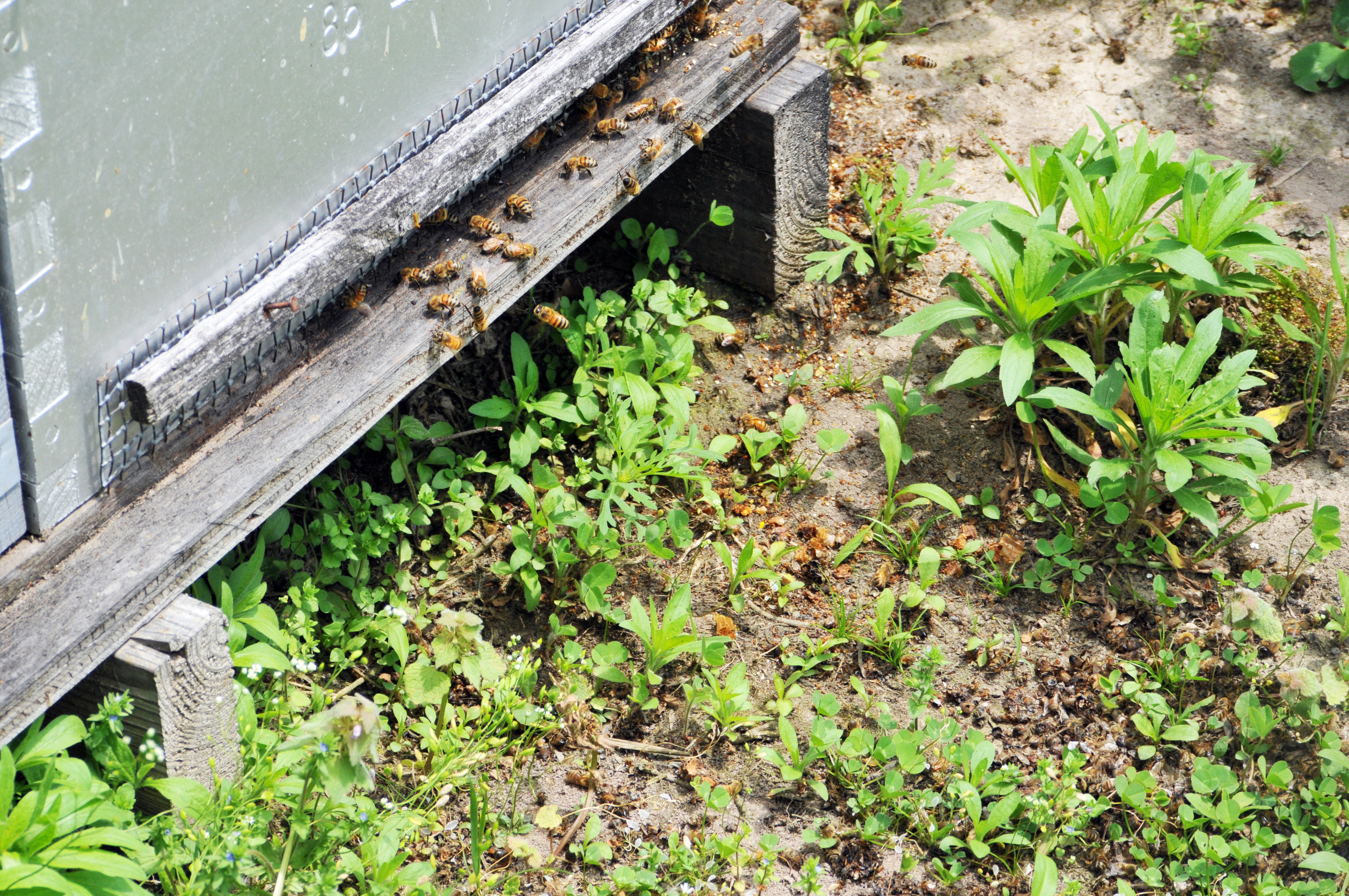 Large numbers of dead and dying bees outside the hive entrance is often due to encounter with pesticides.