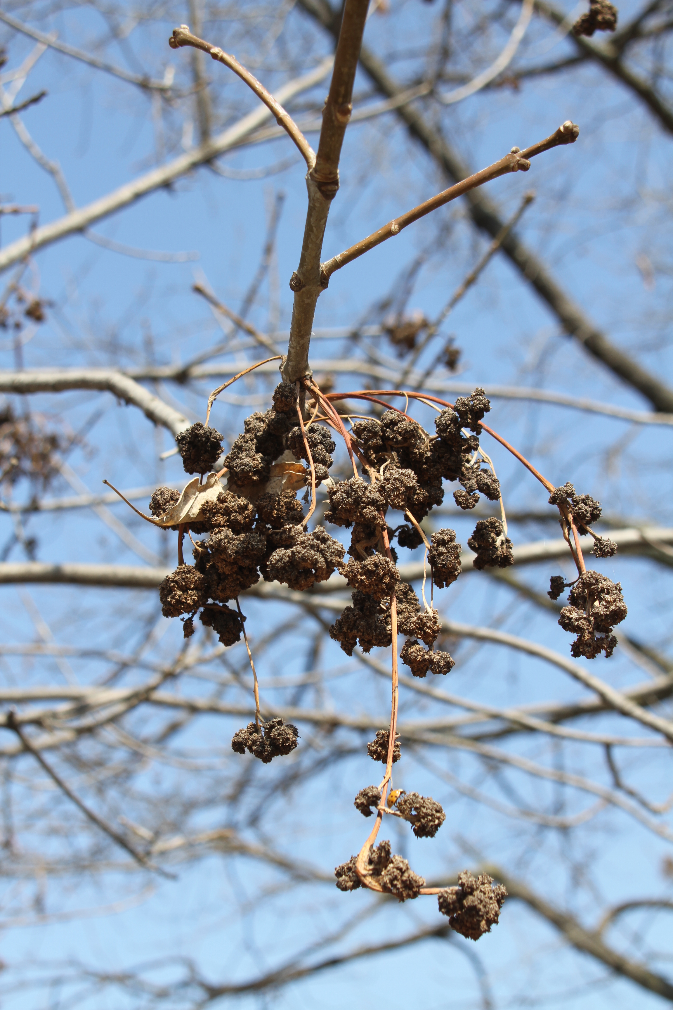 Round Balls On Oak Trees