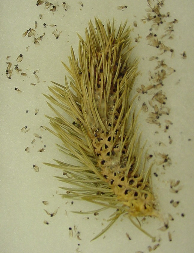 Cooley spruce gall adelgid. (<em>Photo Credit: Cliff Sadof, Purdue University</em>)