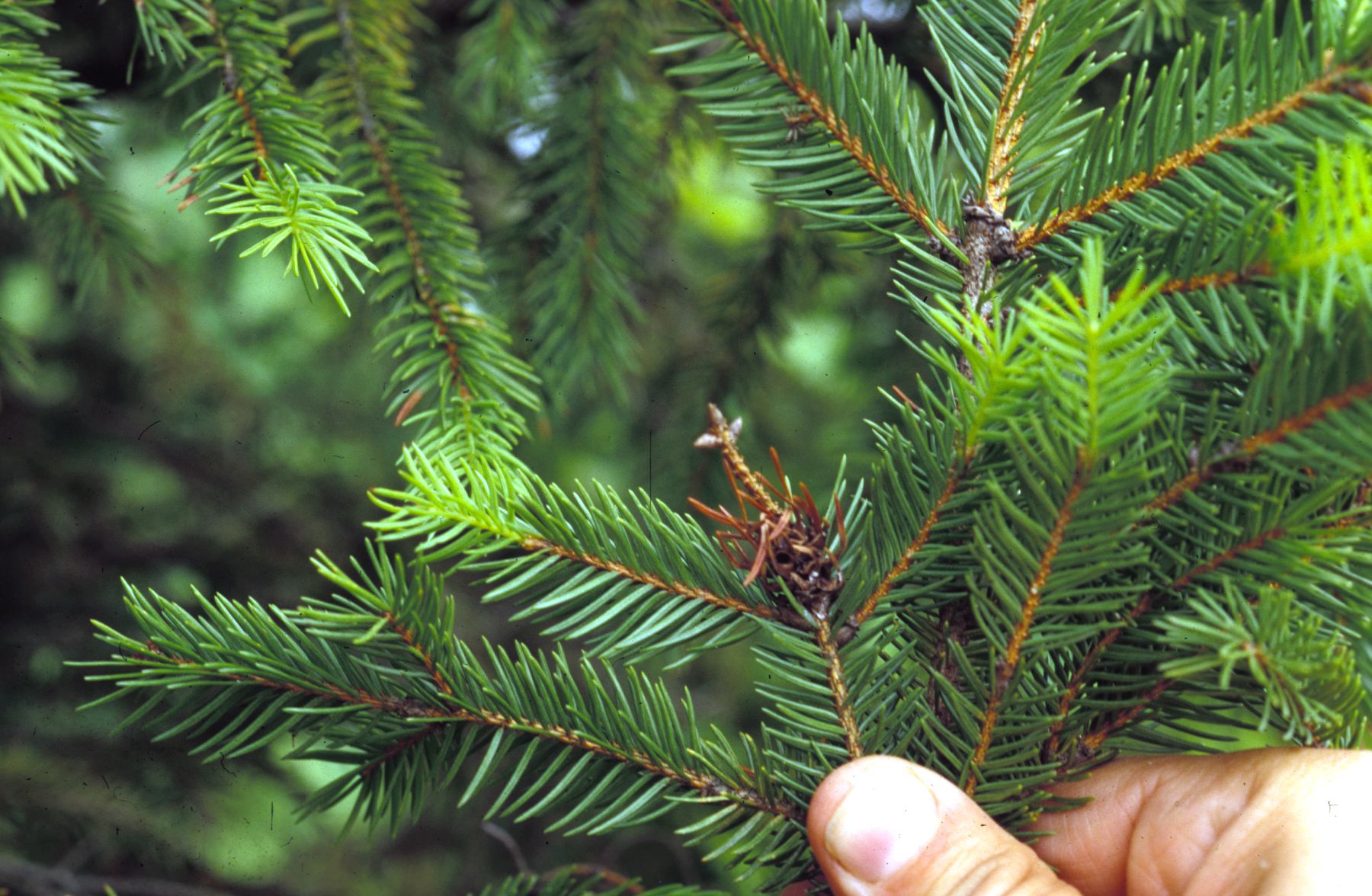Eastern spruce gall. (<em>Photo Credit: Cliff Sadof, Purdue University</em>)