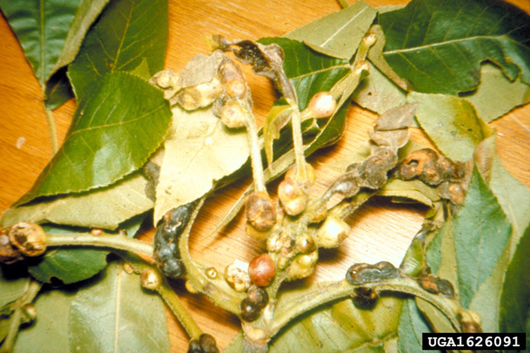 Hickory pouch gall. (<em>Photo Credit: John A. Weidhass, Virginia Polytechnic Institute and State Univ., Bugwood. org)</em>)