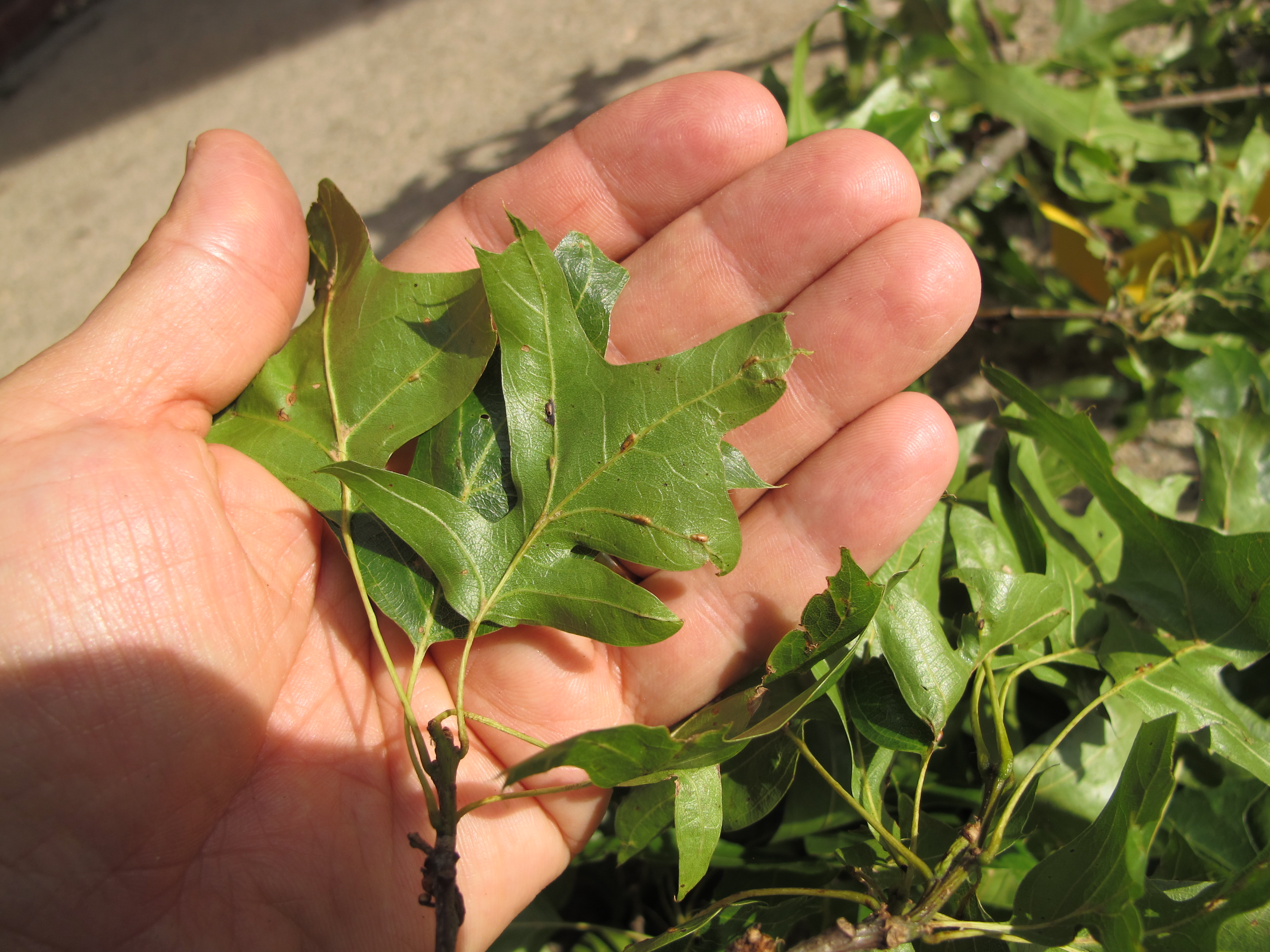 Horned oak gall maker on leaf. (<em>Photo Credit: Cliff Sadof, Purdue University</em>)