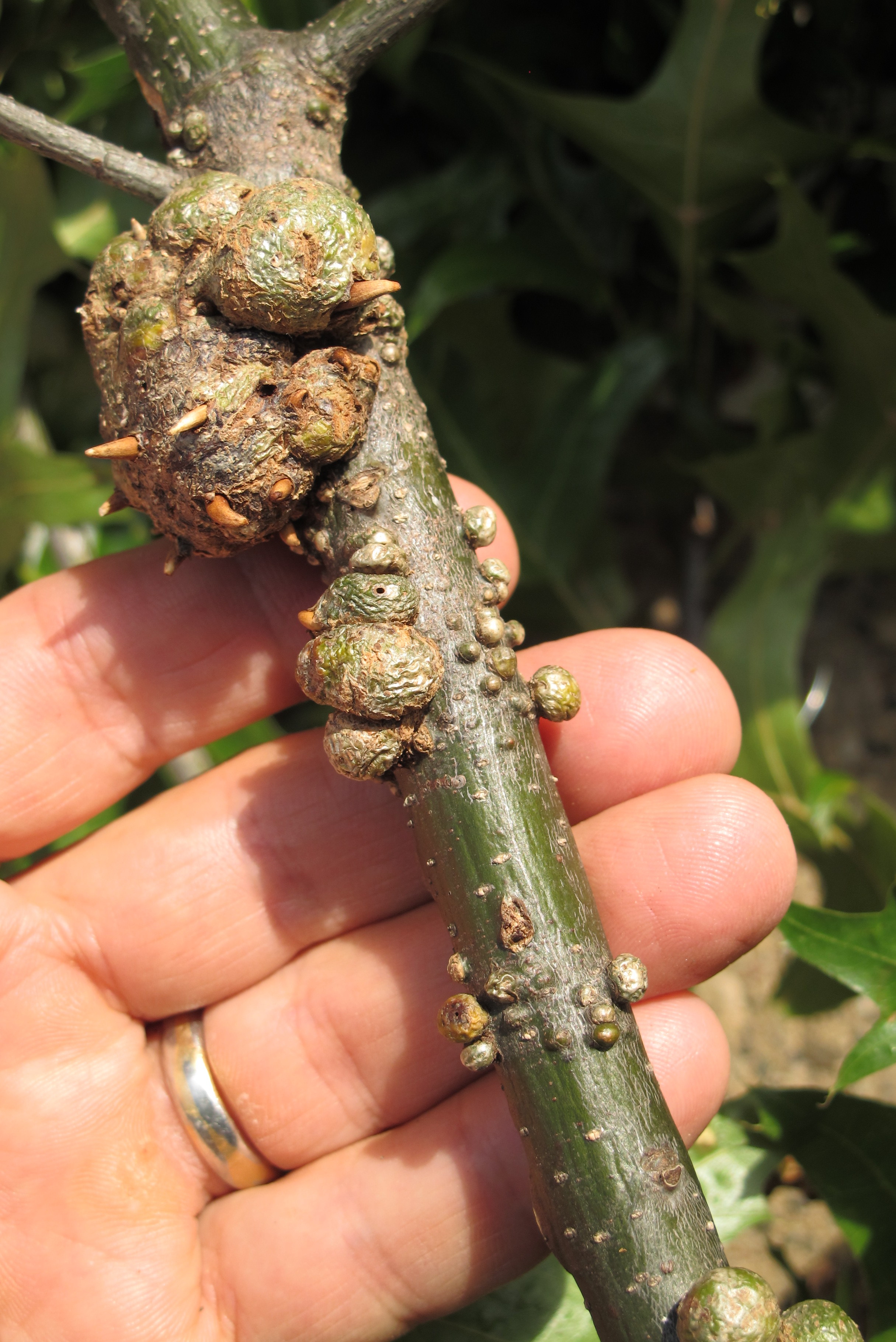 Horned oak gall on stem. (<em>Photo Credit: Cliff Sadof, Purdue University</em>)