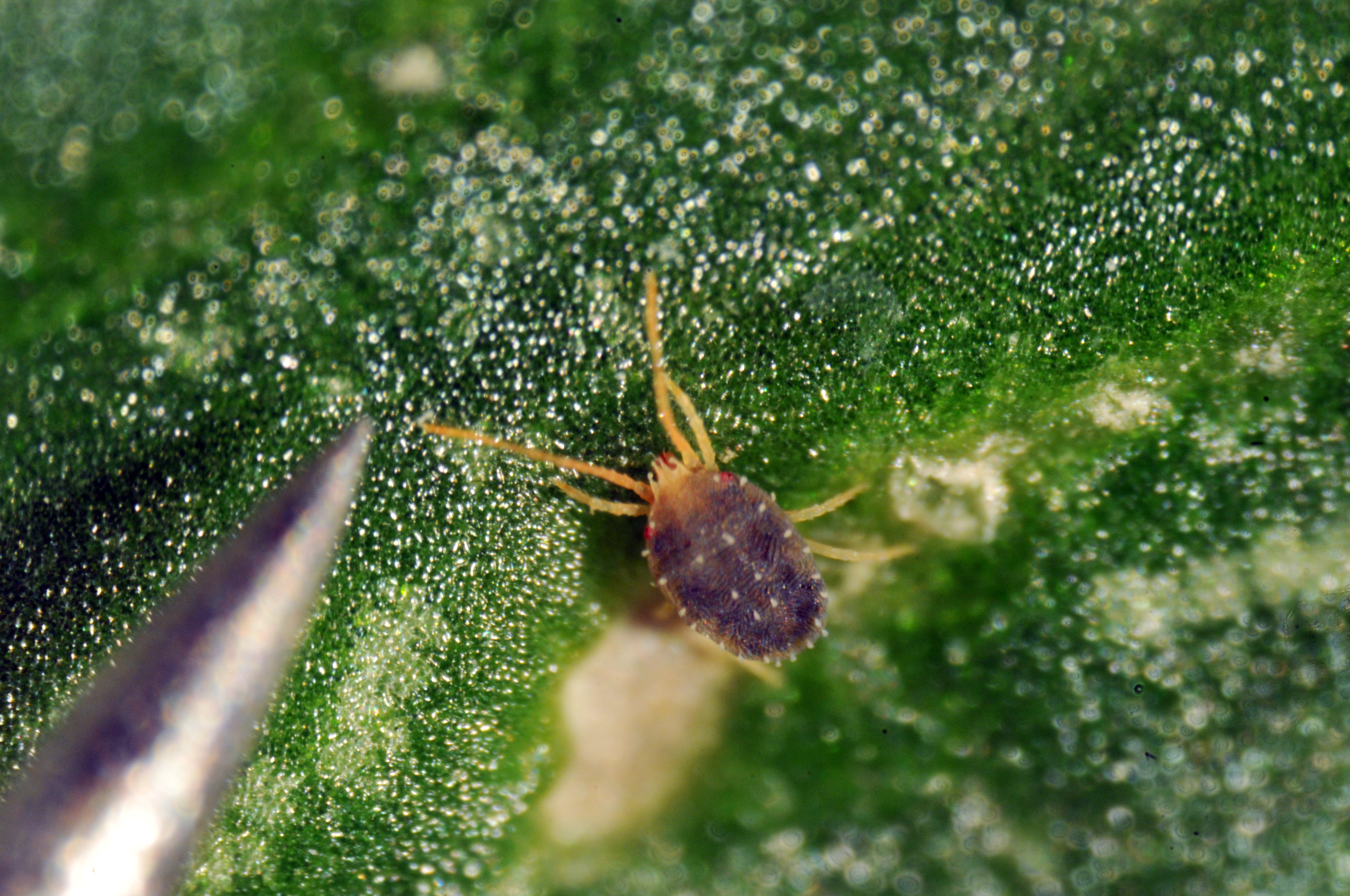 Little Red Bugs Clover Mites