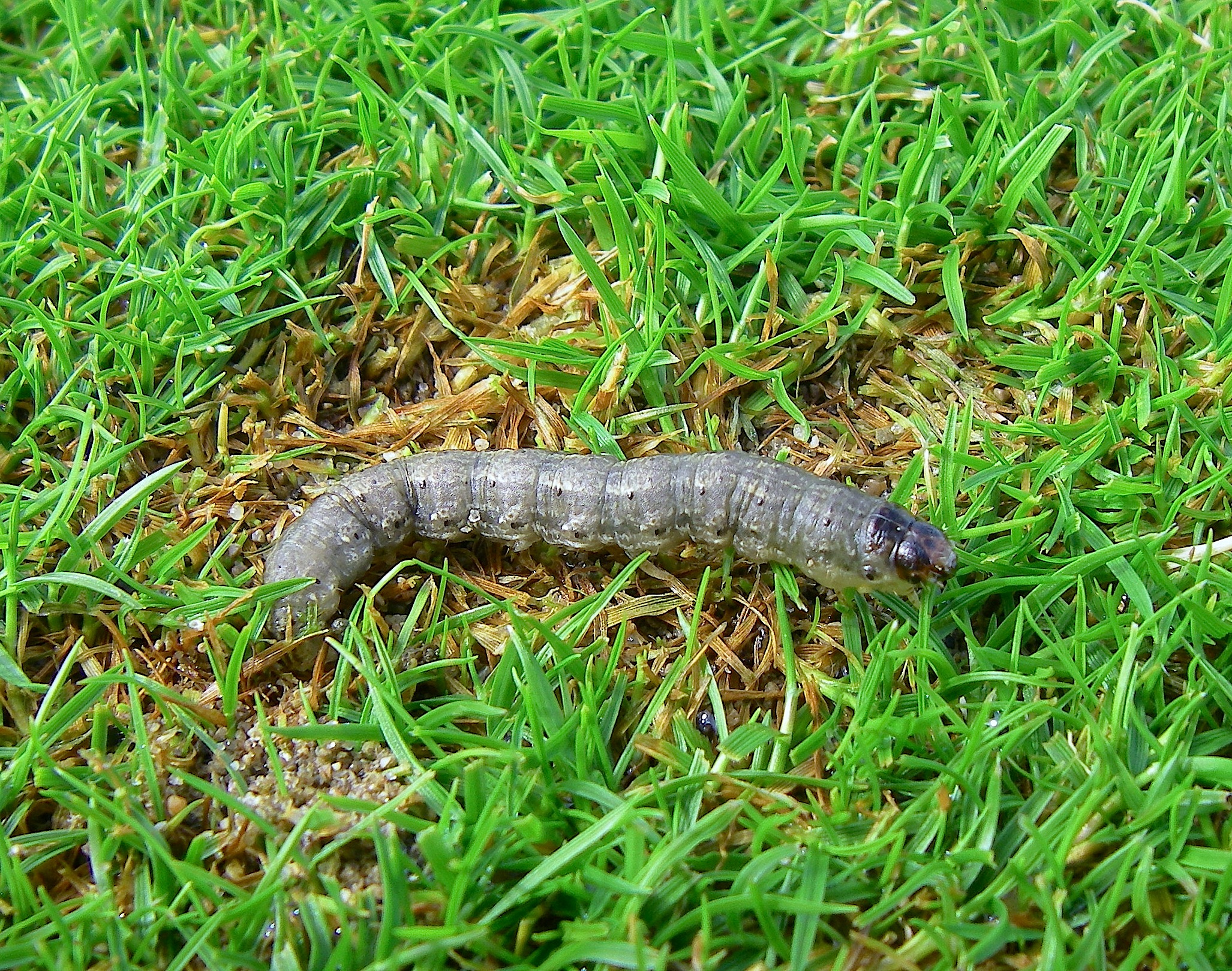 Figure 10. Black cutworm caterpillar and damage on bentgrass.