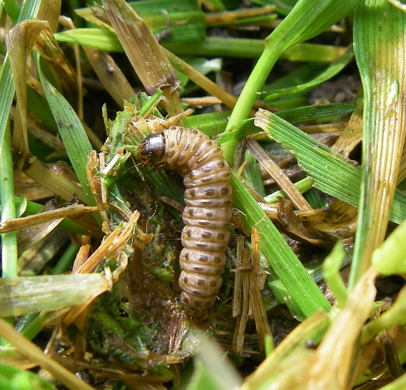Figure 12. Sod webworm caterpillar with rows of dark, square spots.