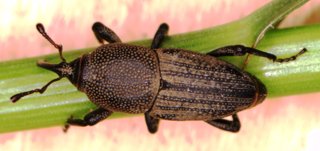 Figure 13. Bluegrass billbug adult with long snout and rows of fine punctures along its back.