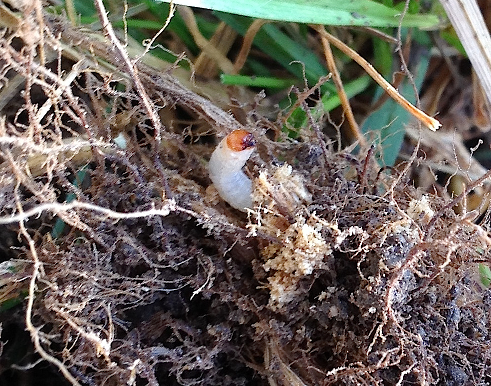 Figure 14. Billbug larva in soil. Note that the larva is legless.