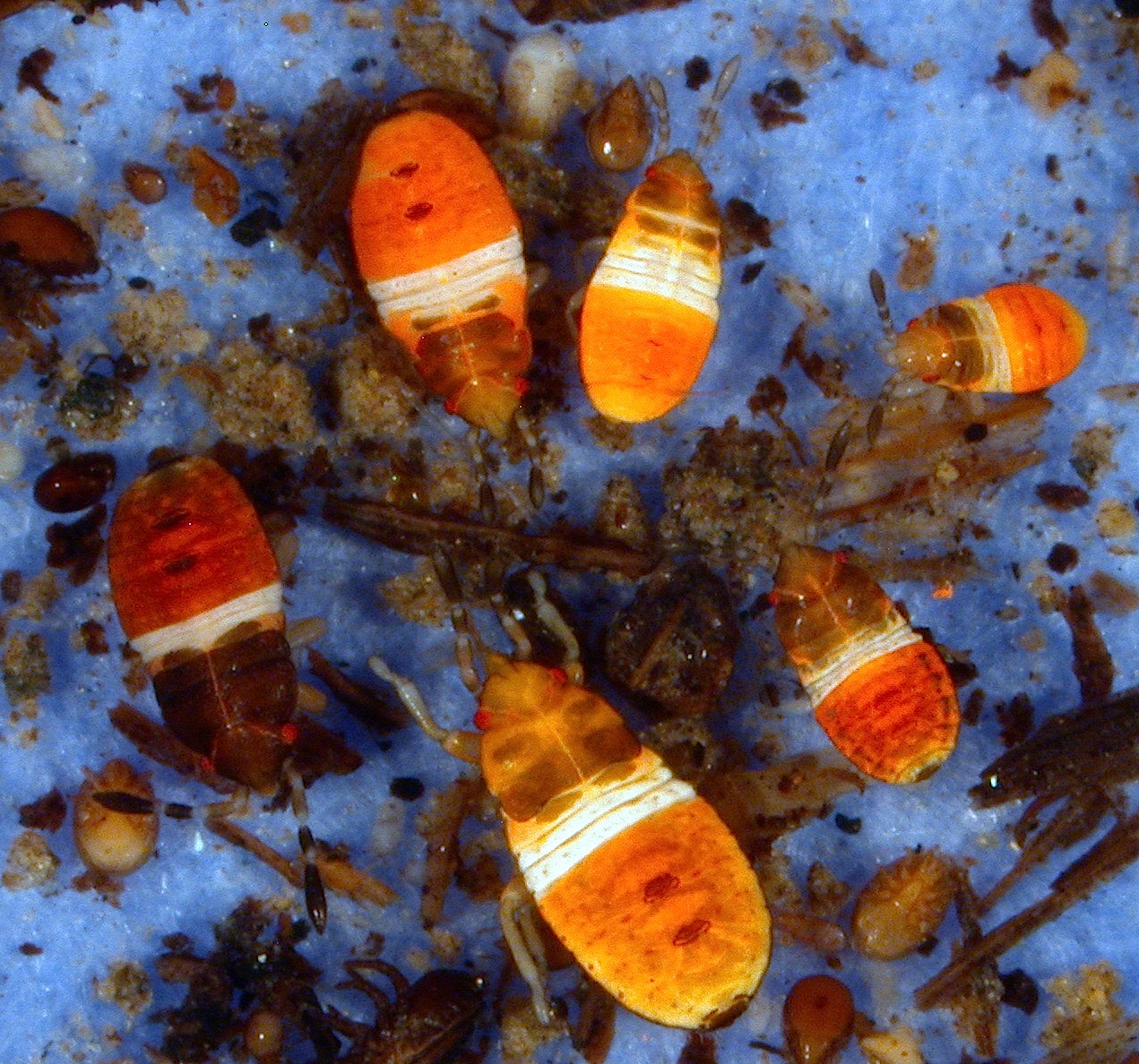 Figure 15. Chinch bug nymphs with bright orange bodies and broad white band across the back (<em>Photo Credit: J. Obermeyer</em>).