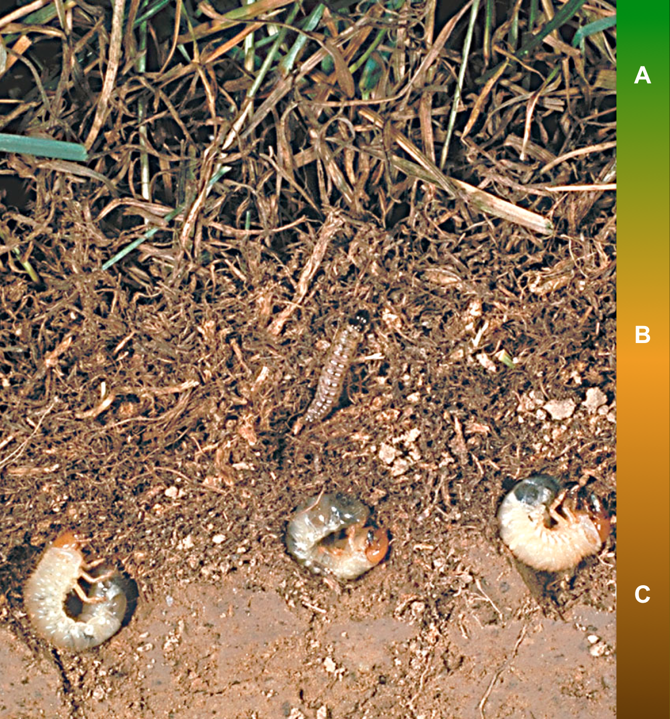 Figure 3. Cross-sectional view of the turfgrass environment and representative insect pests. Note the three distinct target zones; A) stem and leaf, B) thatch, and C) soil. Insects inhabiting zones A and B are considered above-ground insects whereas those inhabiting zone C are below-ground insects.