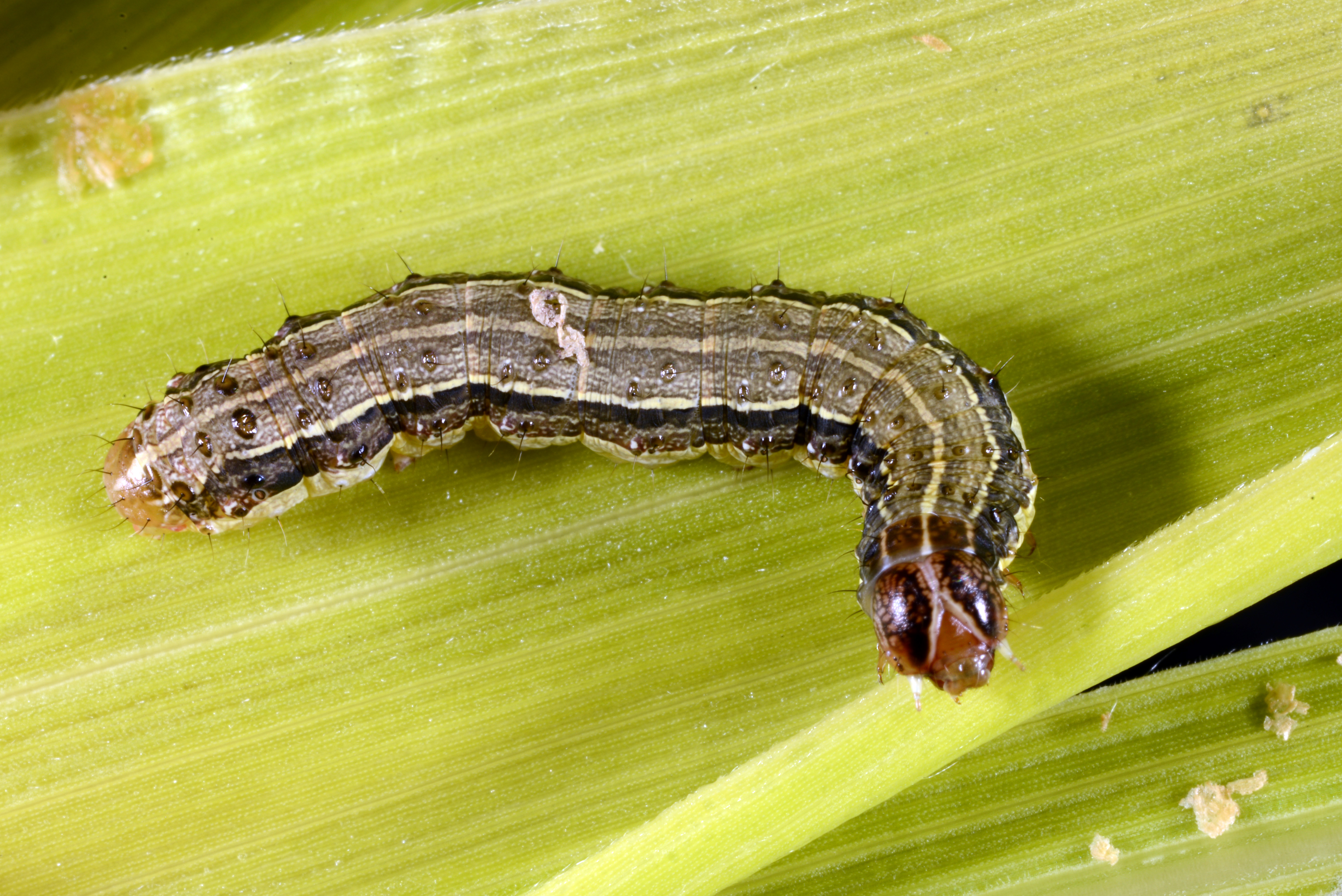 Figure 9. Fall armyworm caterpillar with lengthwise stripes and inverted Y-shape on head. (<em>Photo Credit: J. Obermeyer</em>).