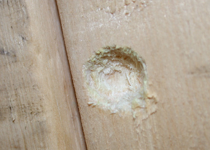 Carpenter bee hole.