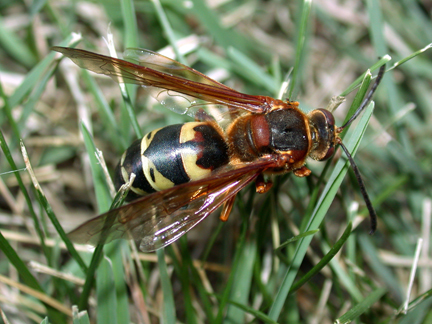 Cicada killer.