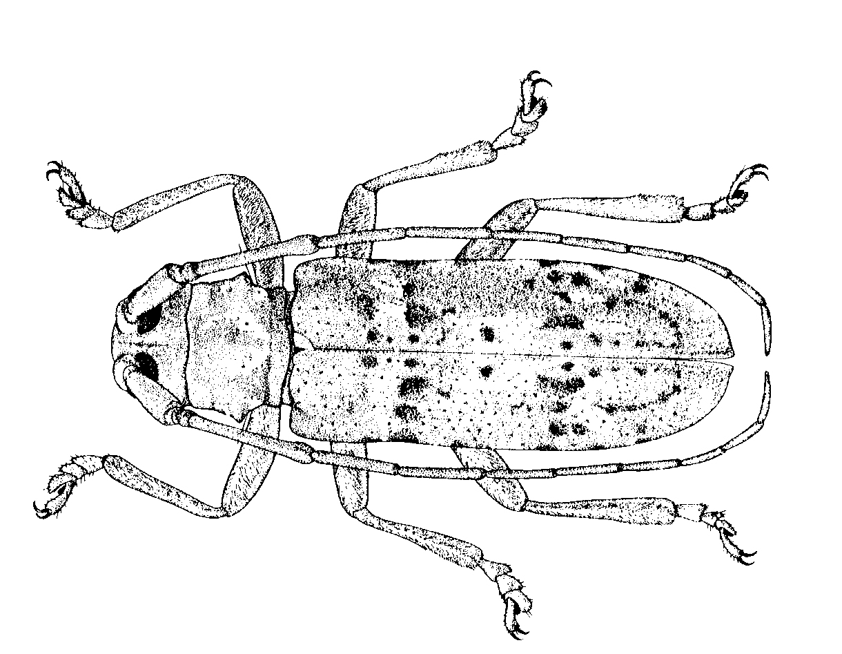 Long-horned beetle.