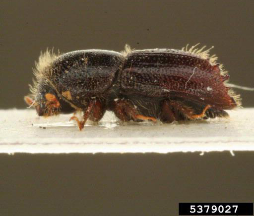 European bark beetle.