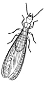 Termite diagram.