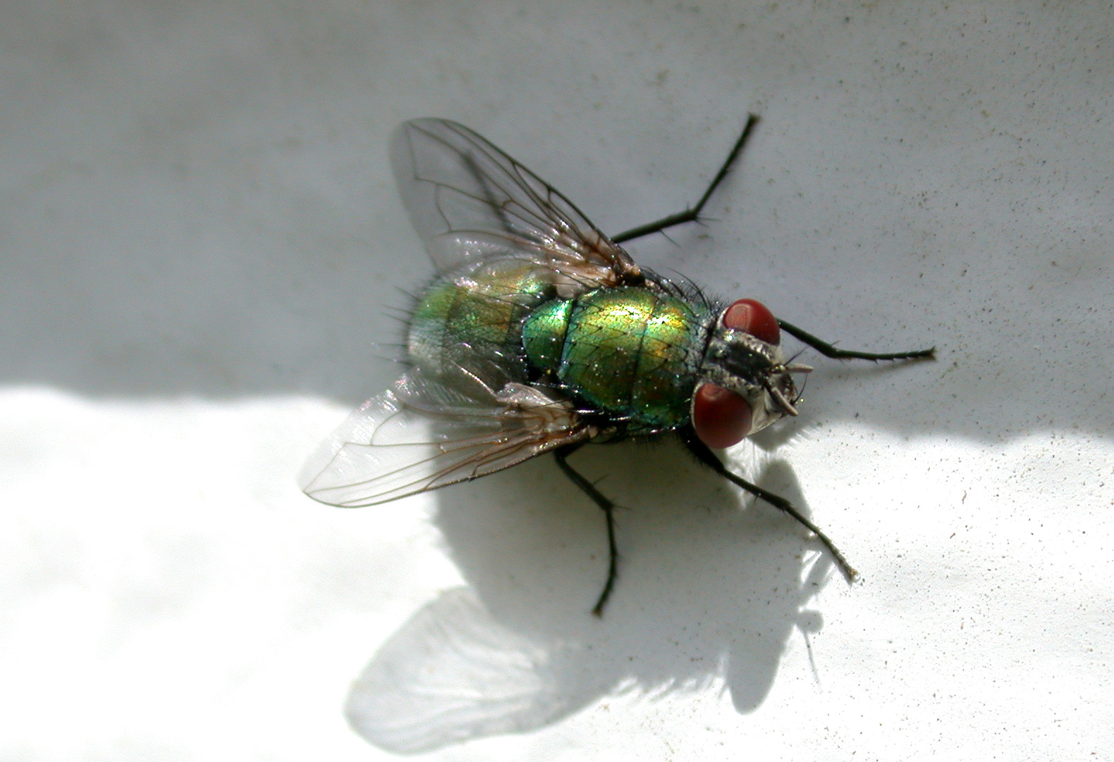 house fly - Musca domestica Linnaeus