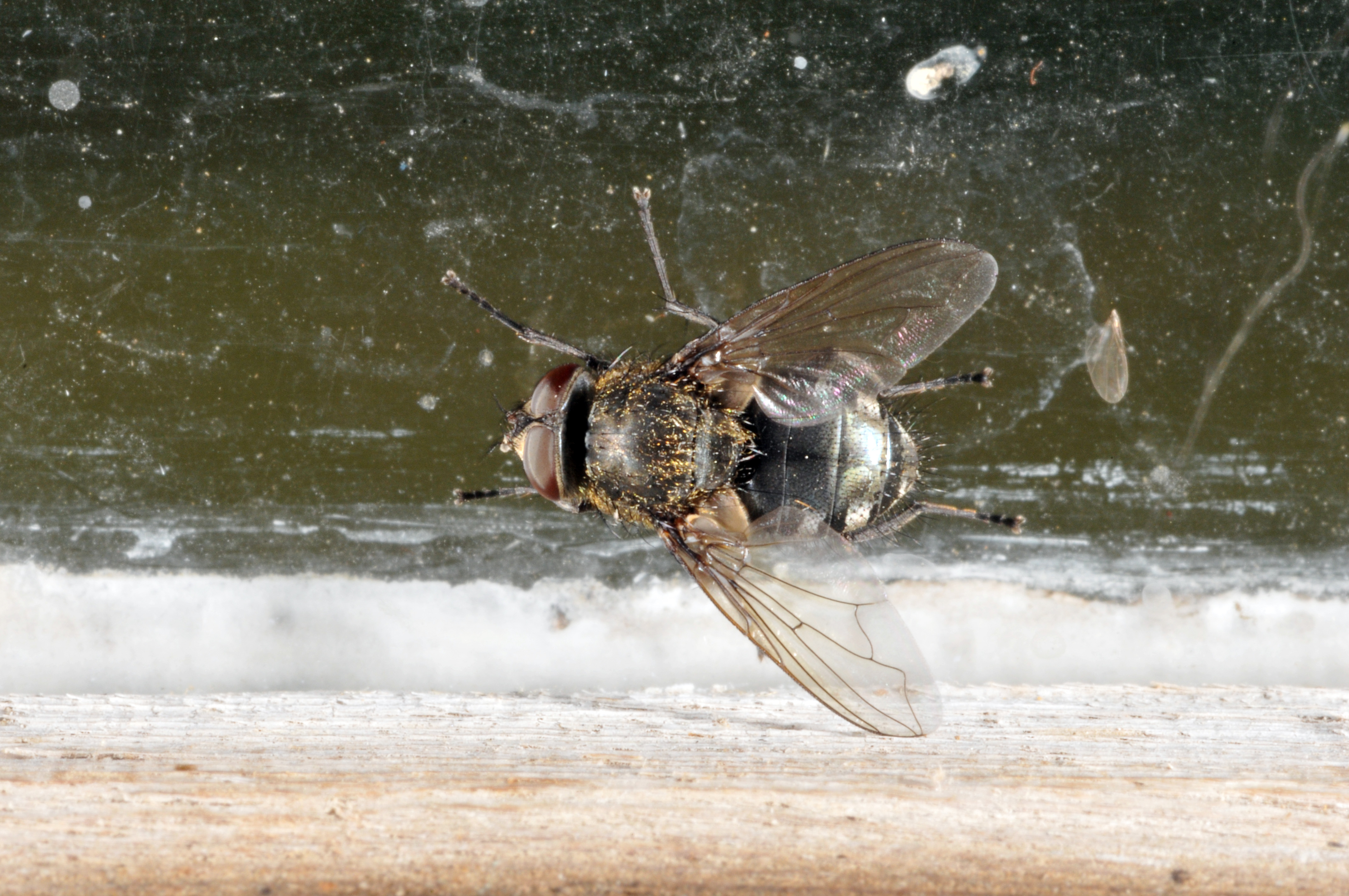 Have an infestation of these in the garage. Looks like a hybrid between house  fly and fruit fly. It hovers in the air like hummingbird but when I get  close or try