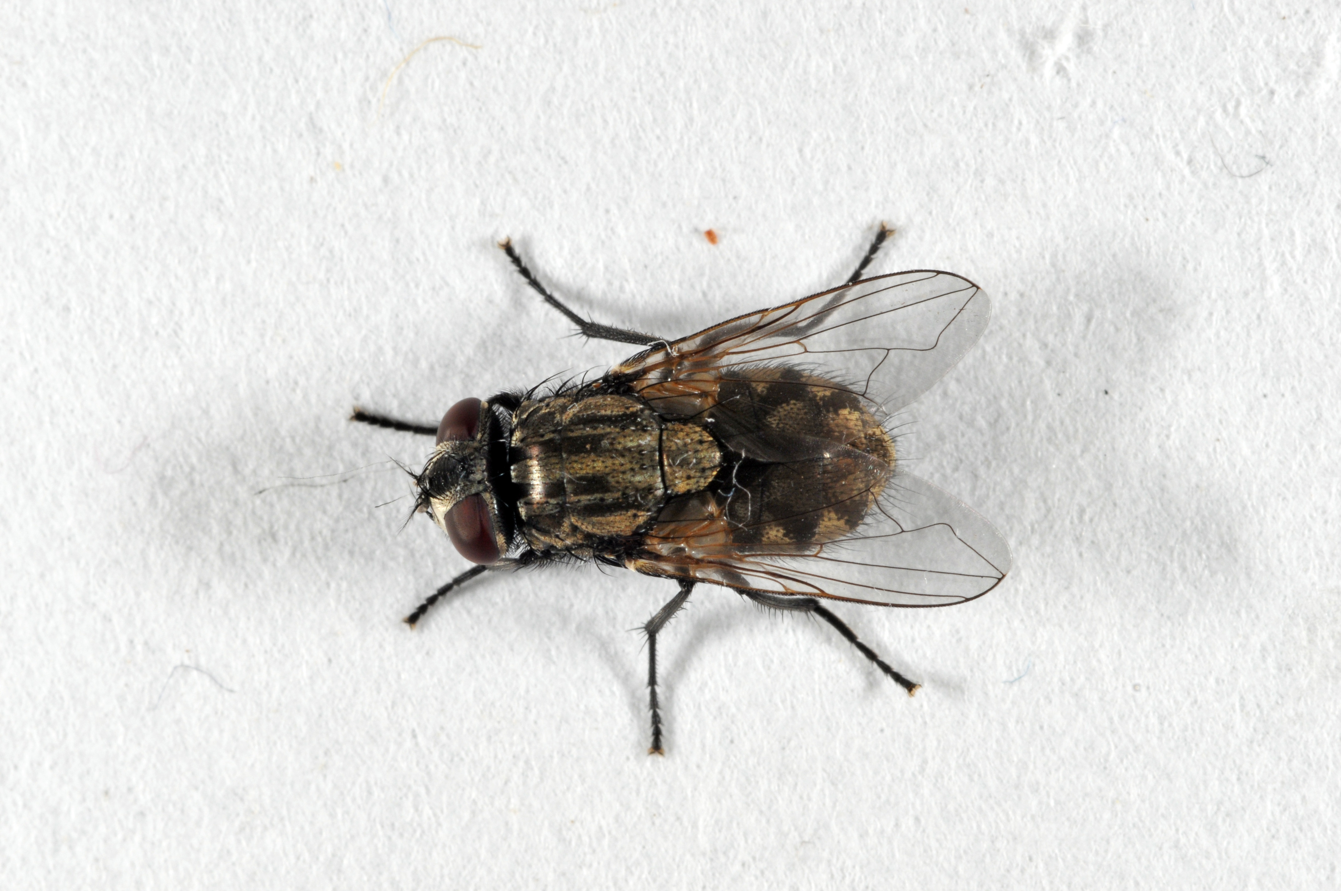 house fly - Musca domestica Linnaeus