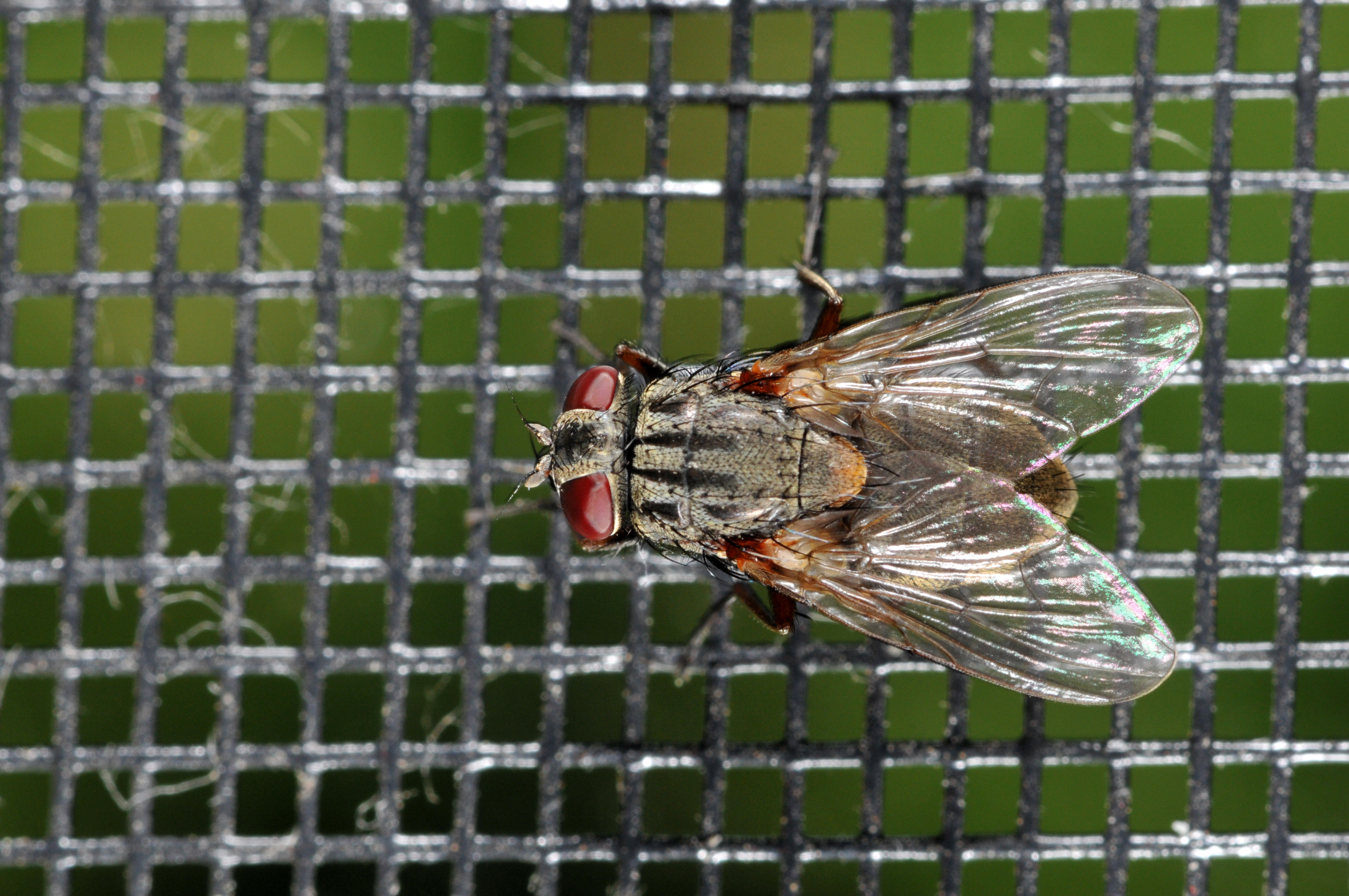 Fly Control Around the Home