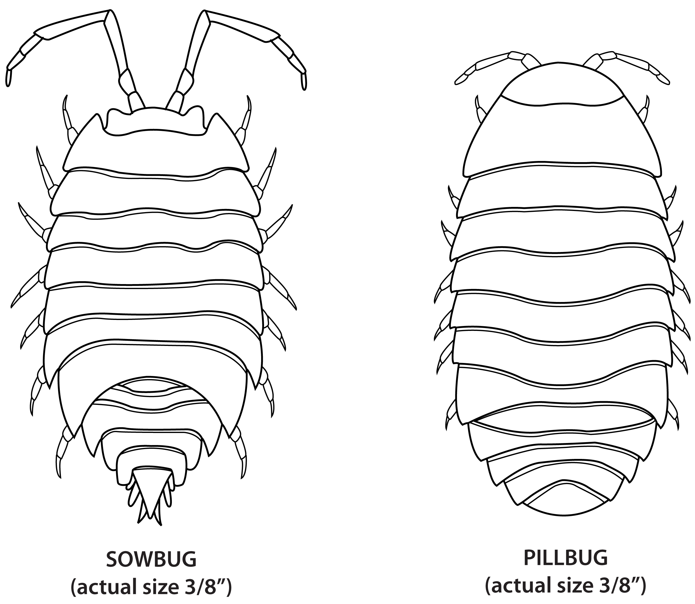 Sowbug and pillbug.