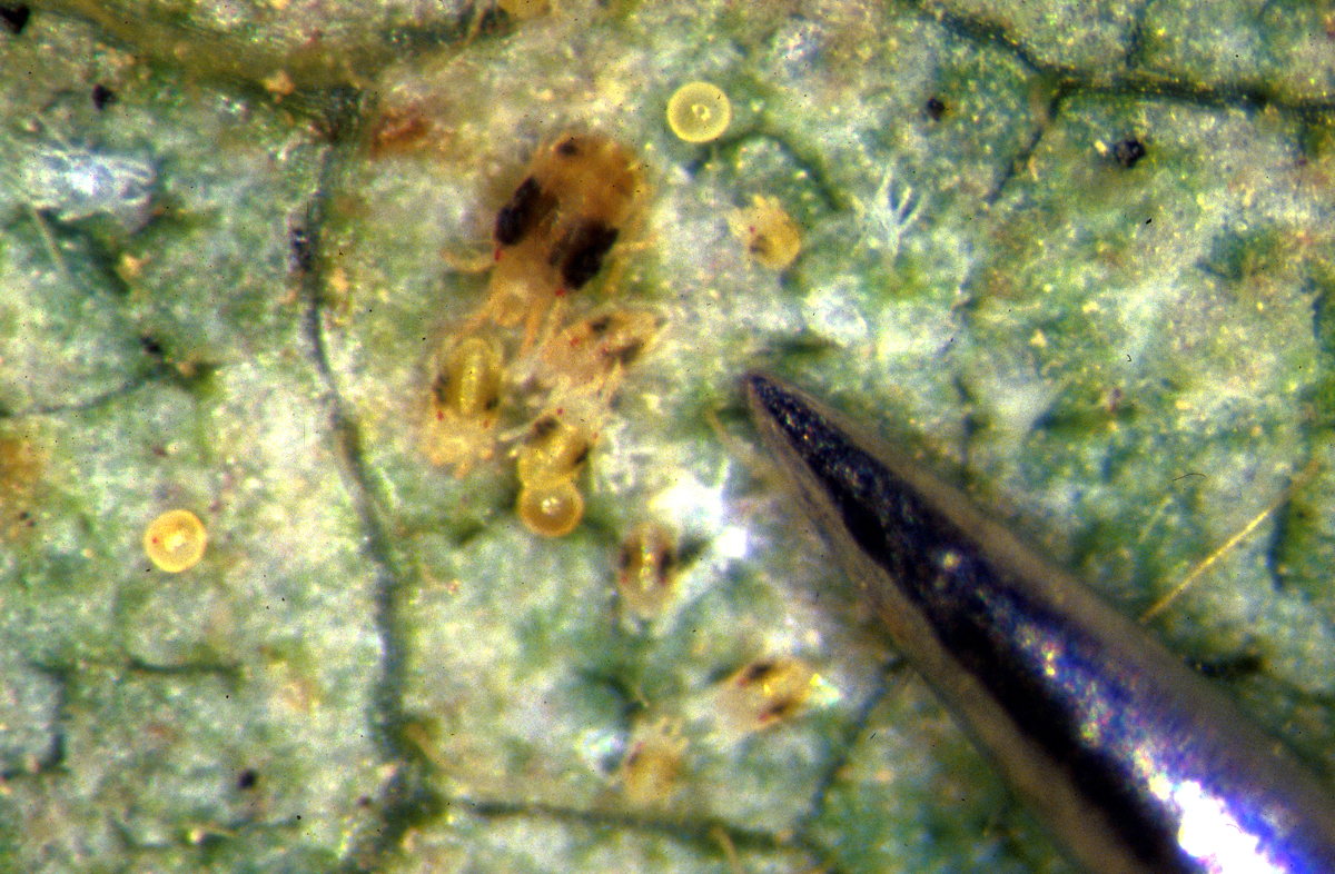 Two spotted spider mites.