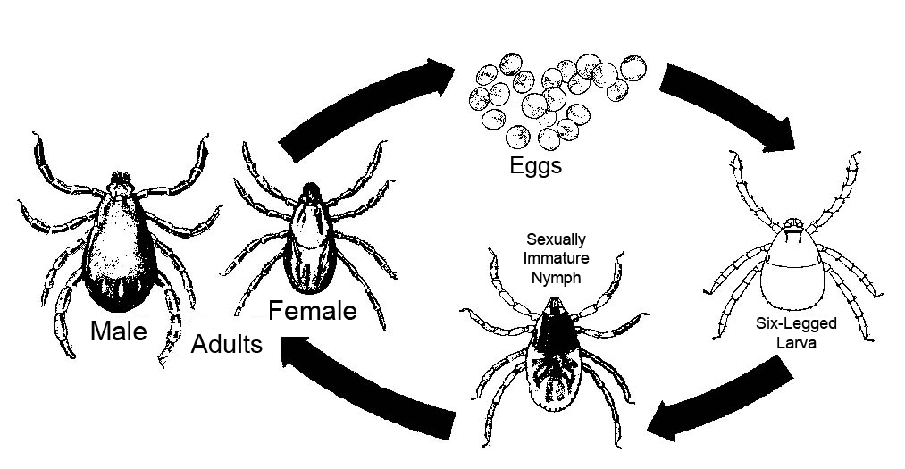 Life cycle of the tick.