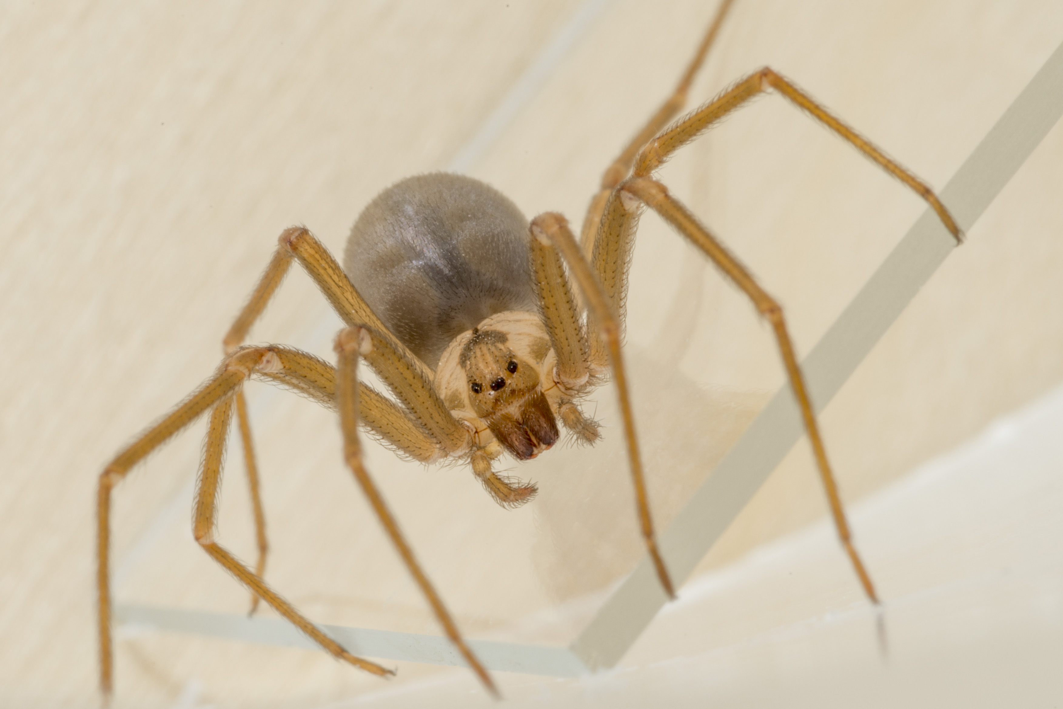 Brown Recluse Spider Violin Marking