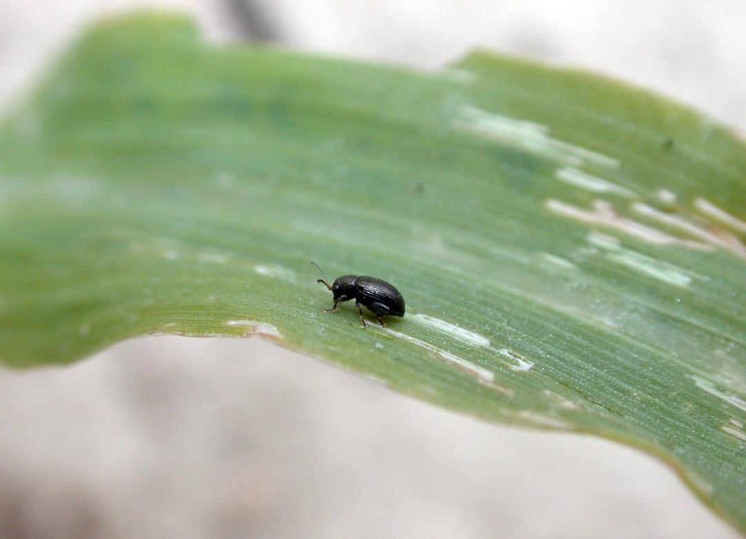 Corn flea beetle damage on corn leaf
