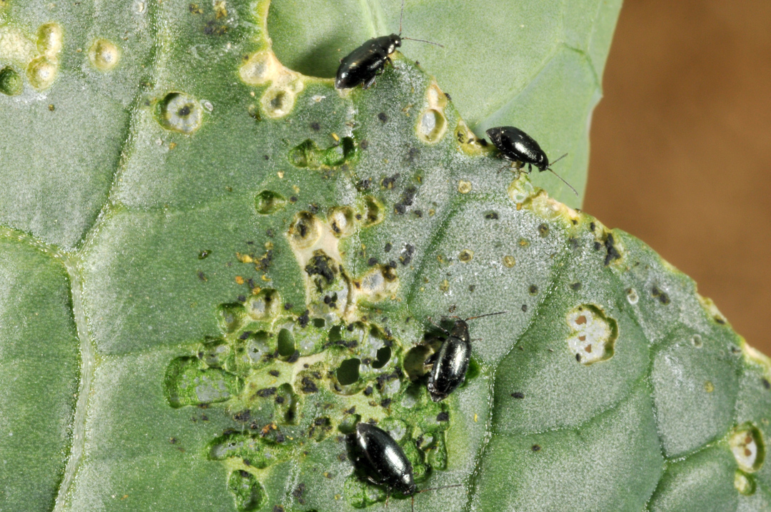 Typical flea beetle damage