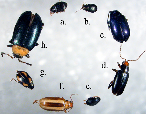 Flea Beetles Found in Indiana
