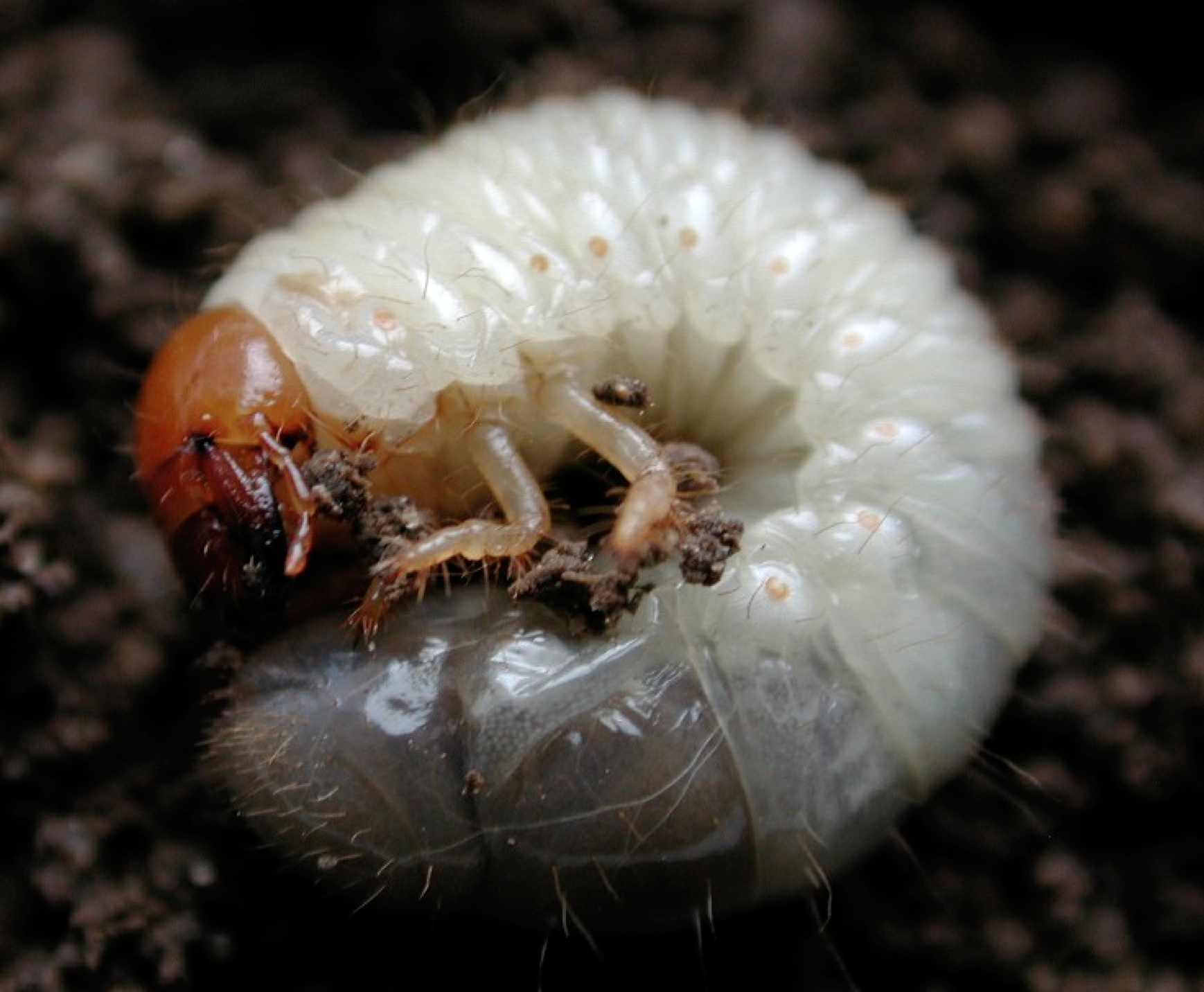 japanese beetle larvae control