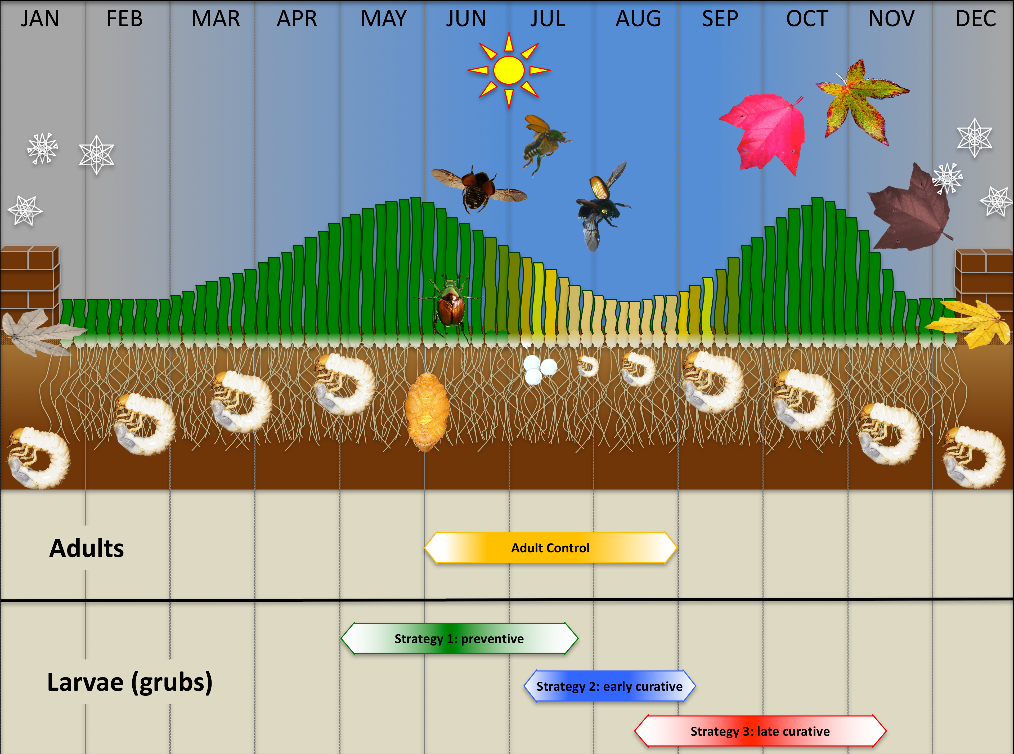 japanese beetle life cycle chart