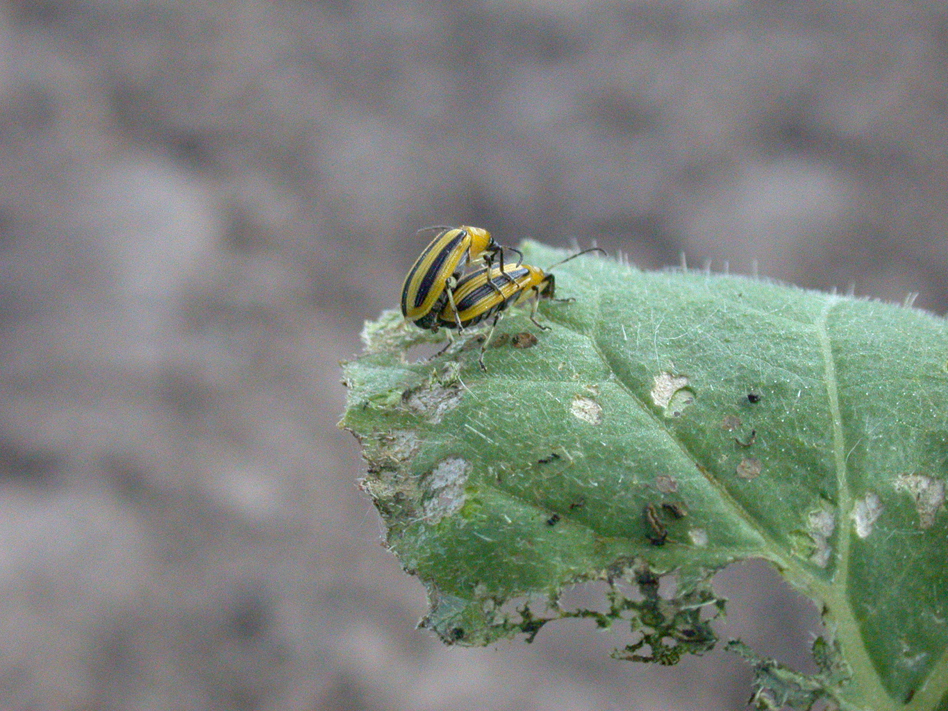 Identify and Control Cucumber Beetles (Striped and Spotted)