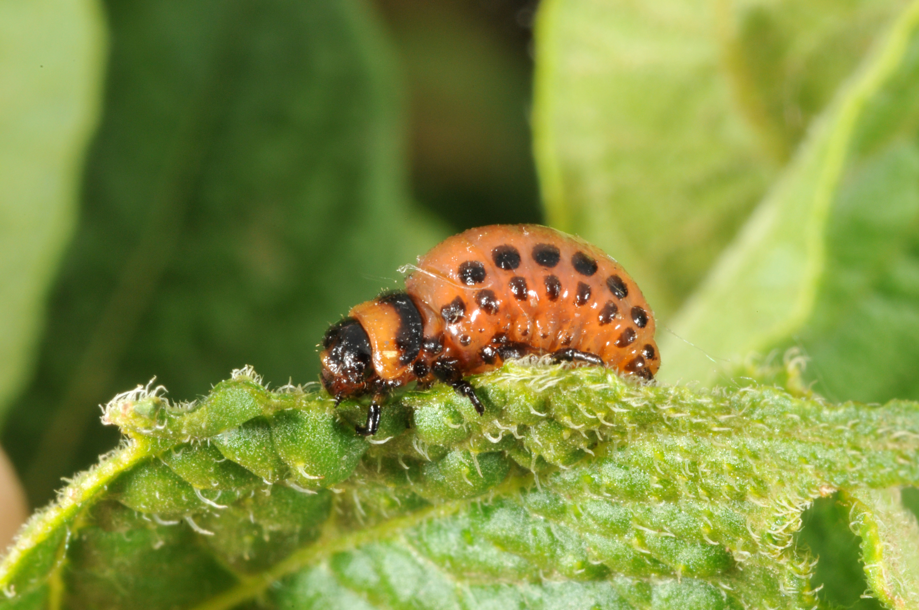 How to Get Rid of Potato Beetles (Bugs)