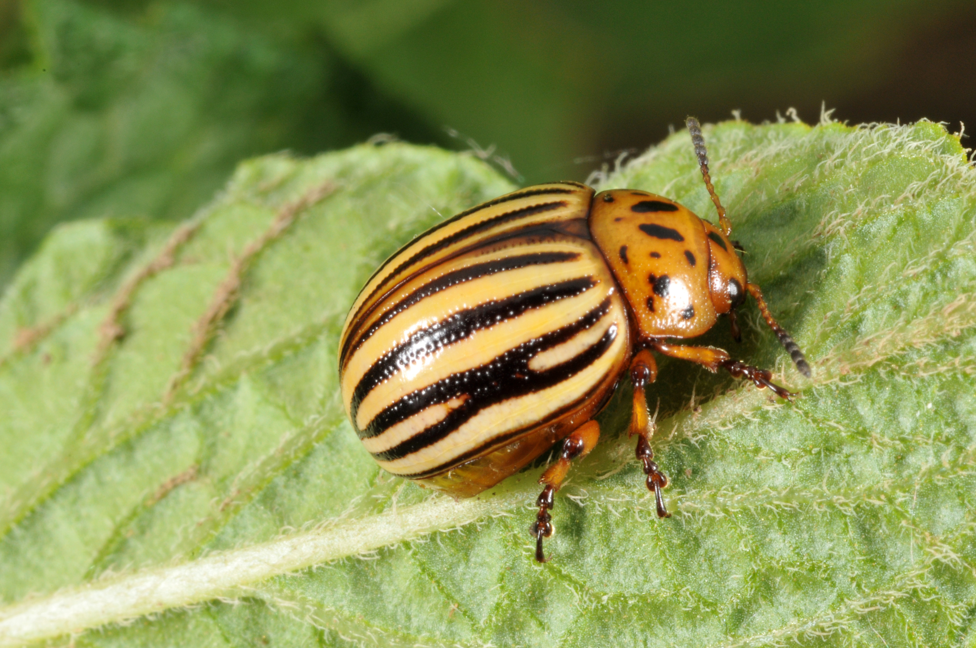 Colorato potato beetle adult