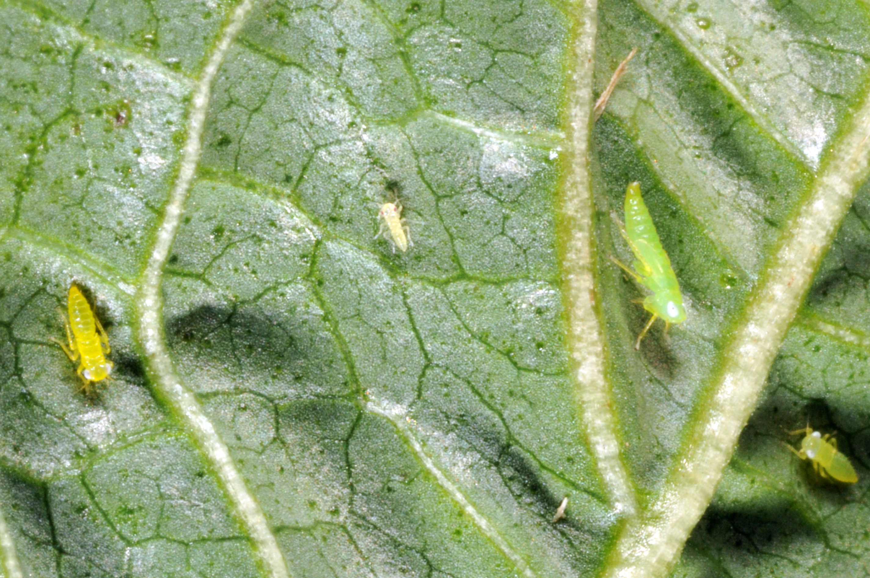 Potato leafhoppers adult and nymphs
