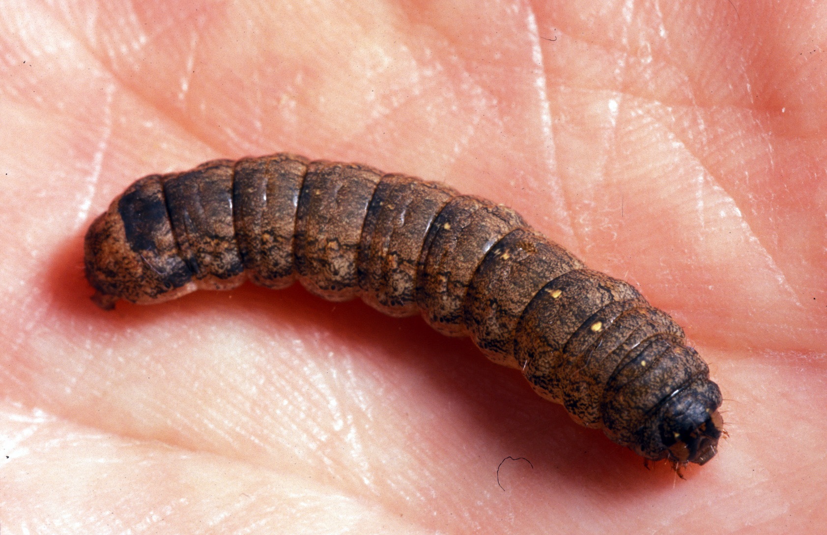 Variegated cutworm larva
