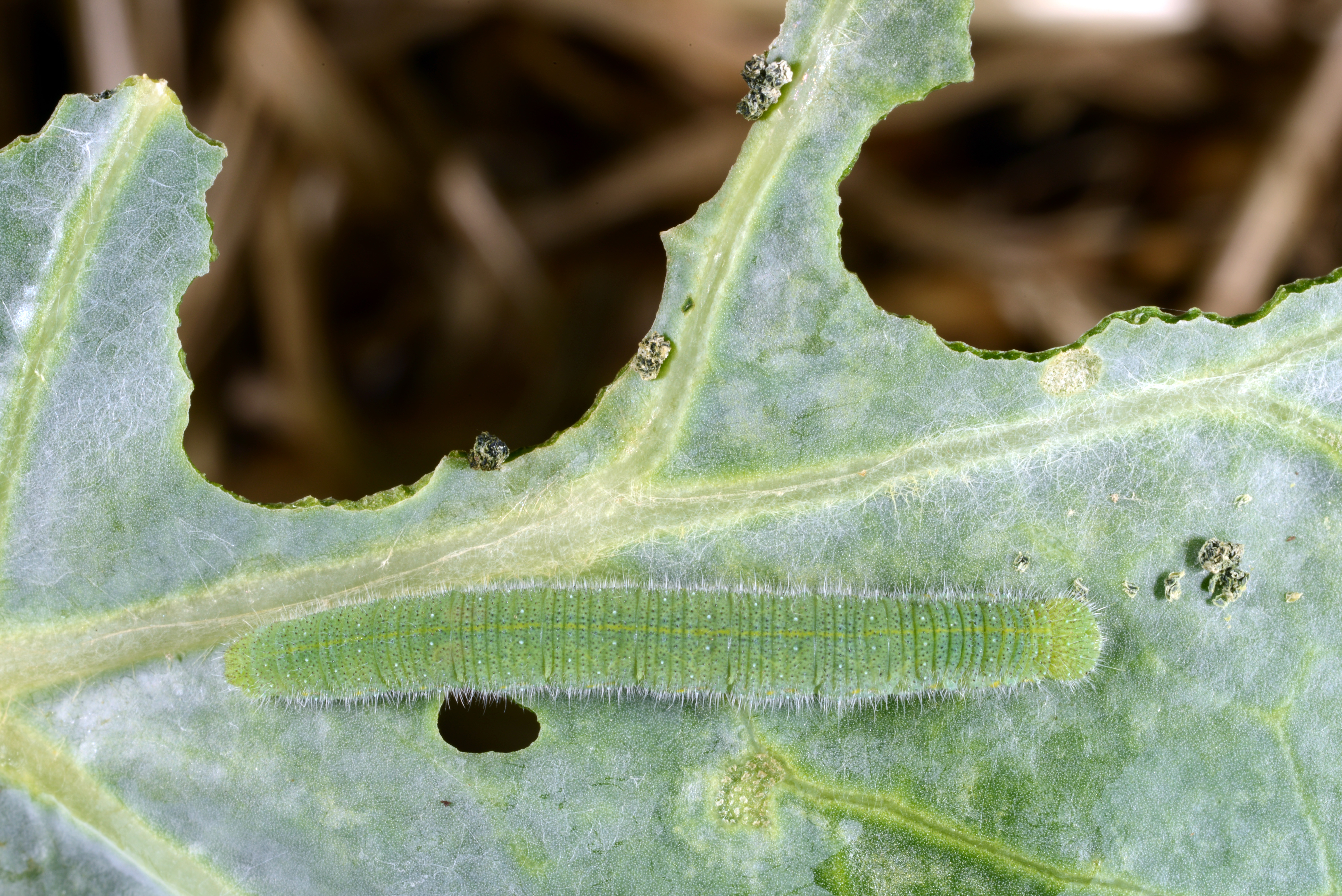 Imported cabbageworm and damage