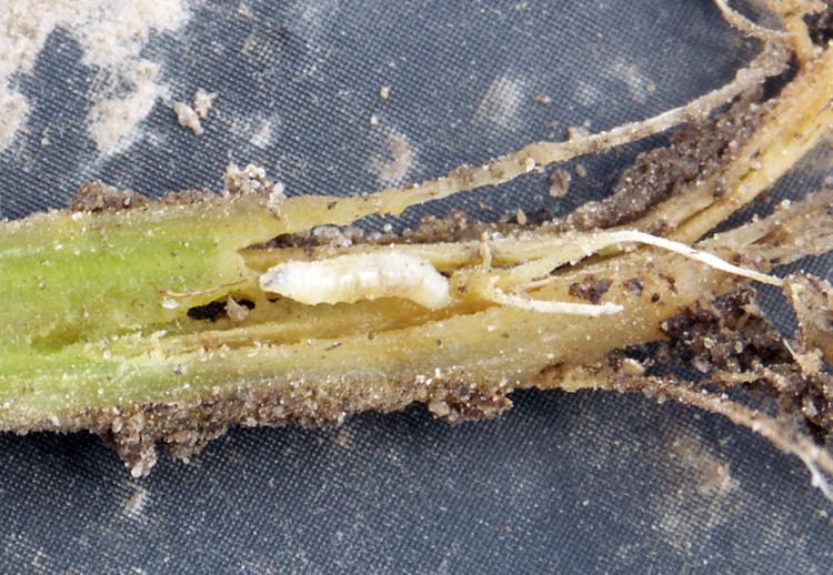 Cabbage maggot