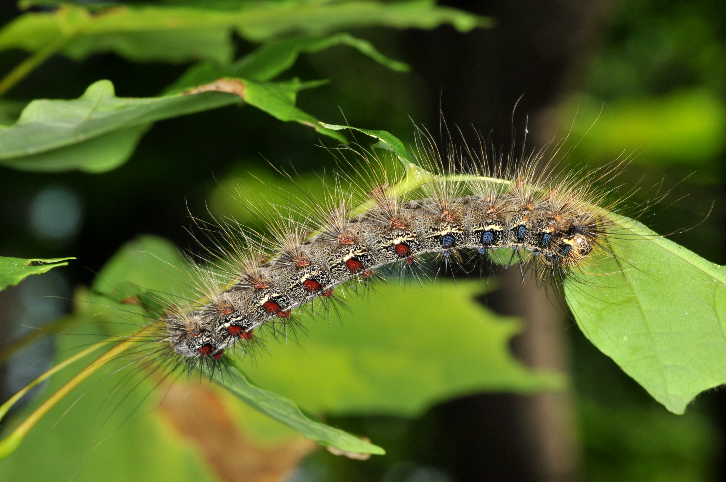 caterpillar indiana 2.