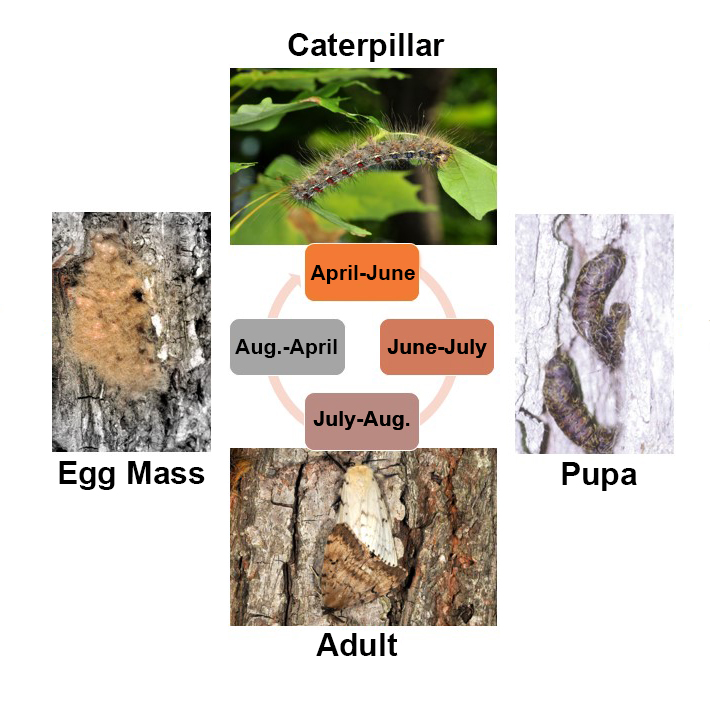 The Spongy Moth In Indiana