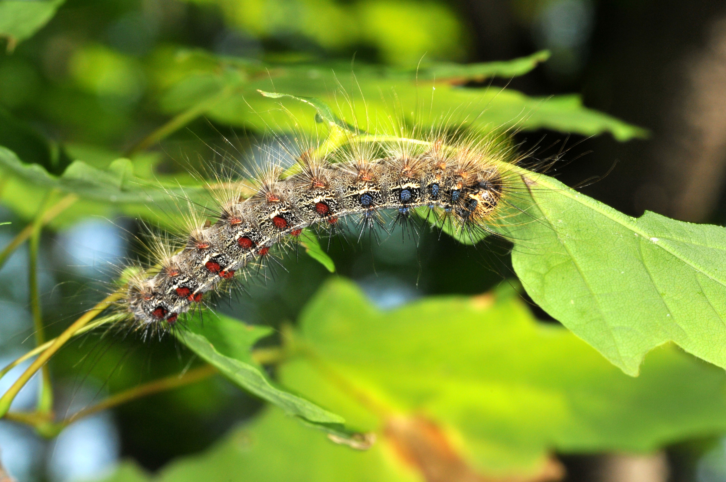 Spongy moth caterpillar feeding. (Photo Credit: John Obermeyer)